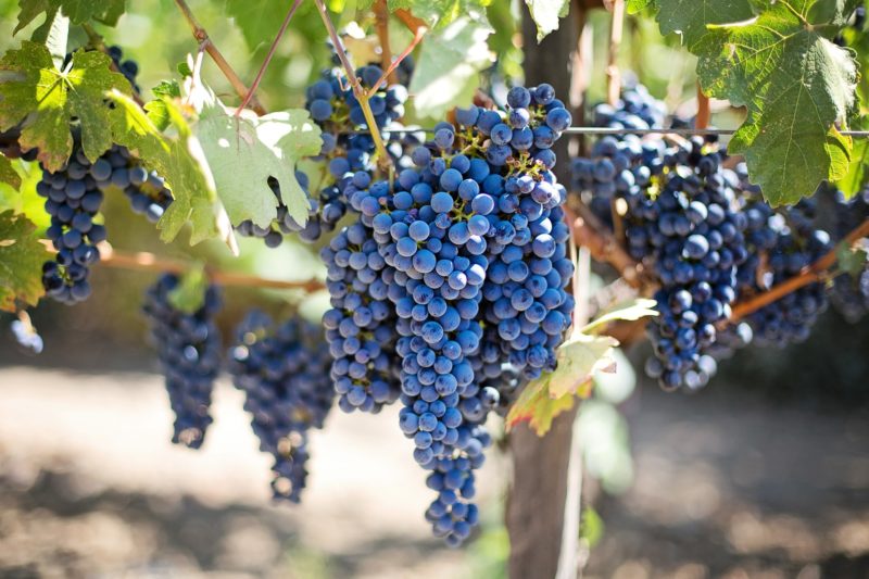 Venez déguster les vins audois,  Malepère, Cabardès, Fitou, Corbière, Minervois, Blanquette de Limoux