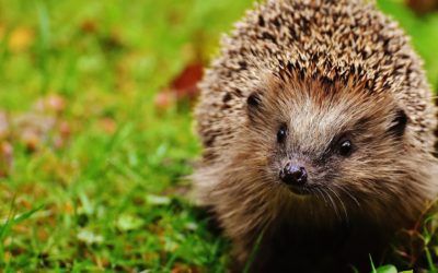 The hedgehog