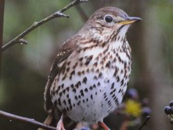 Protection des oiseaux