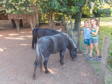 Camping Aude Carcassonne poney